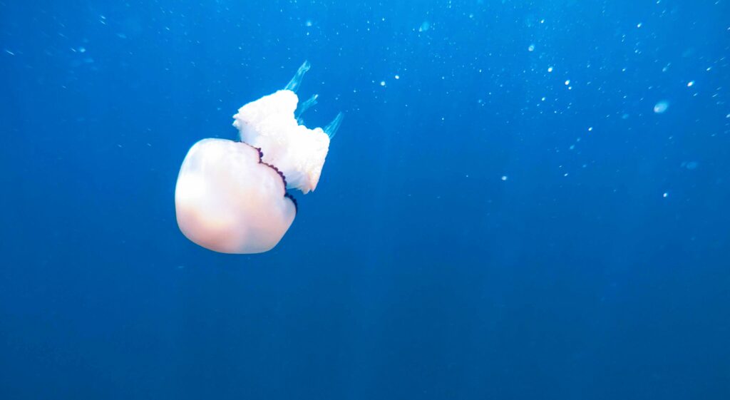 Medusa Polmone di Mare