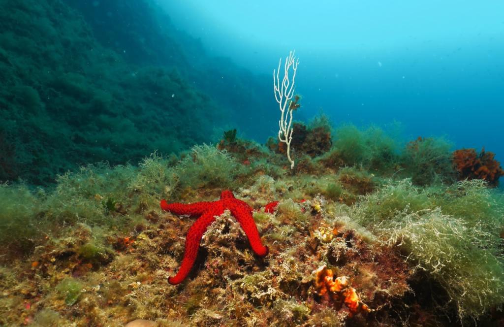 Stella marina e gorgonie