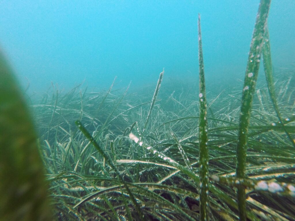 Prateria di Posidonia Oceanica